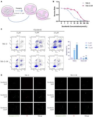 TKI-Resistant Renal Cancer Secretes Low-Level Exosomal miR-549a to Induce Vascular Permeability and Angiogenesis to Promote Tumor Metastasis